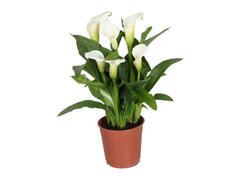 Calla D 13 / H 38-40