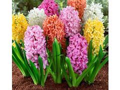 Zambile parfumate/fir