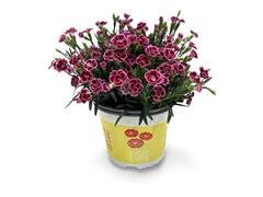Dianthus(Garofita) ghiveci 10.5 cm