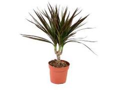 Dracena