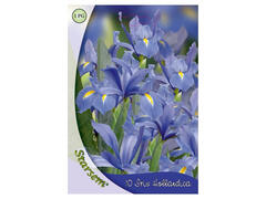 Bulbi flori Iris Albastru Pitic