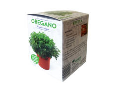 Oregano /origanum vulgare