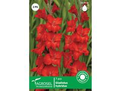 Bulbi Gladiole Red