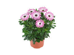Osteospermum ghiveci 10.5 cm