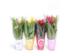 Bromelia More Lips ghiveci 12 cm