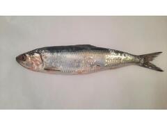 Scrumbie de Dunare, proaspata