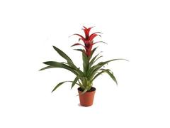 Guzmania Mix D 12 / H 45