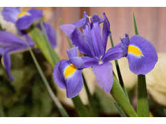 Iris