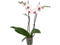 Orhidee Phalaenopsis