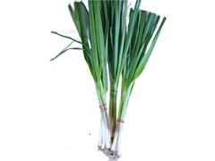 Usturoi Verde Romania