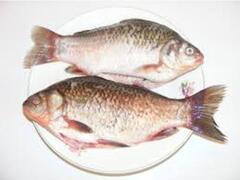 Caras mare eviscerat