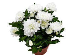 Crizantema Dubla Mix D12 Cm