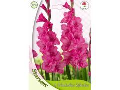 Gladiole Kingstone Ruffle 5