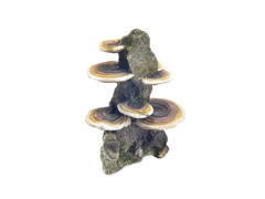 Decor pentru acvariu Enjoy Roca cu ciuperci 14.5x9.5x18.5 cm