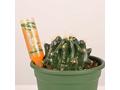 Ingrasamant pentru cactusi si suculente Dr.Soil, 32 ml