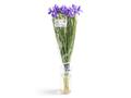 Buchet de Iris, Olanda, calitatea I