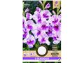 Bulbi de gladiole 12-14 cm
