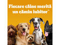 Pedigree DentaStix batoane dentare pentru caini de talie mare 270 g