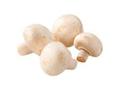 Ciuperci Champignon 500g, calitatea I, calibru 30+