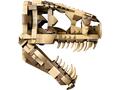 LEGO® Jurassic World - Fosile de dinozaur: craniu de T-rex (76964)