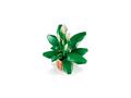 LEGO® Botanicals - Crinul pacii (11504)