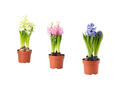 Planta Hyacinthus cu 3 bulbi, 12 cm