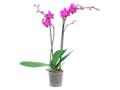 PHALAENOPSIS 2 STEM D12/H50-70