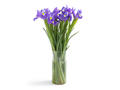 Buchet de Iris, Olanda, calitatea I