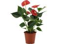 ANTHURIUM 4 MIX SLEEVE