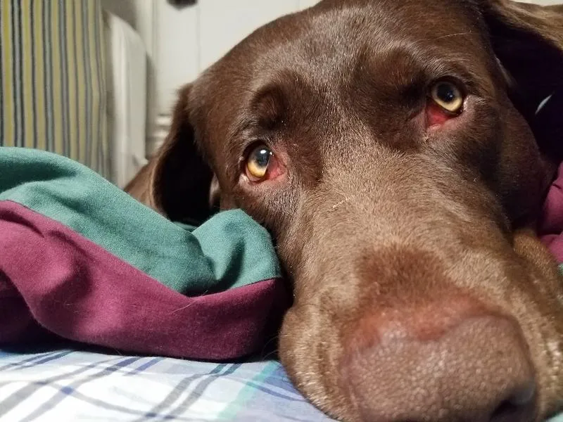 Choc Big Boop