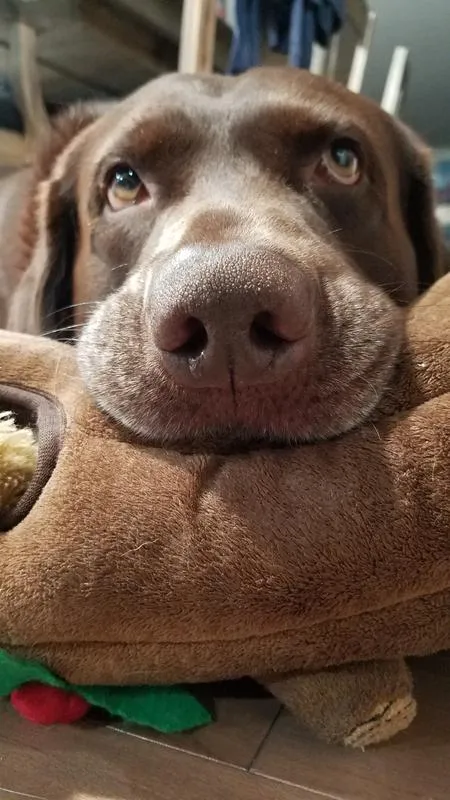 Choc Boop Toy Edition