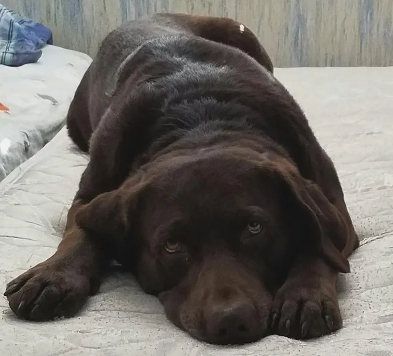 Choc Boopabol Bed