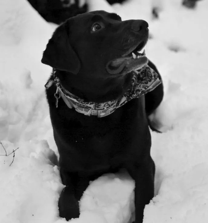 Choc Filmnoir2