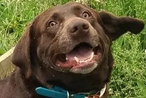 Choc Floppy