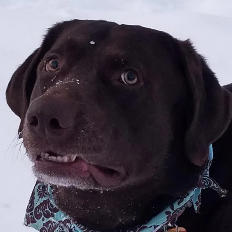 Choc Mfw