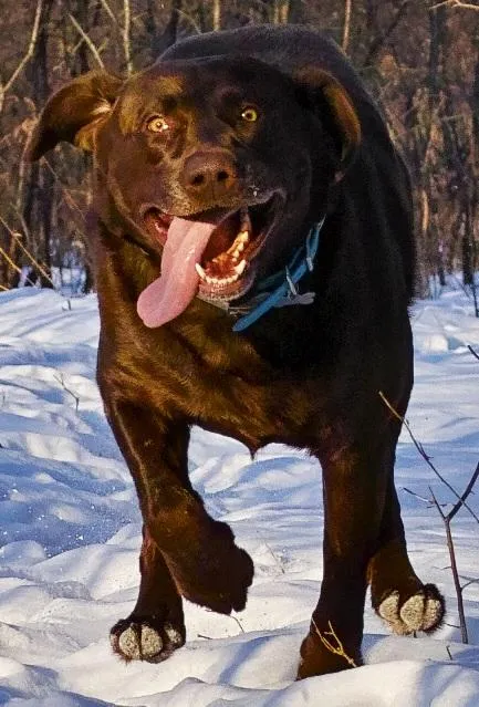 Choc Serial Killer