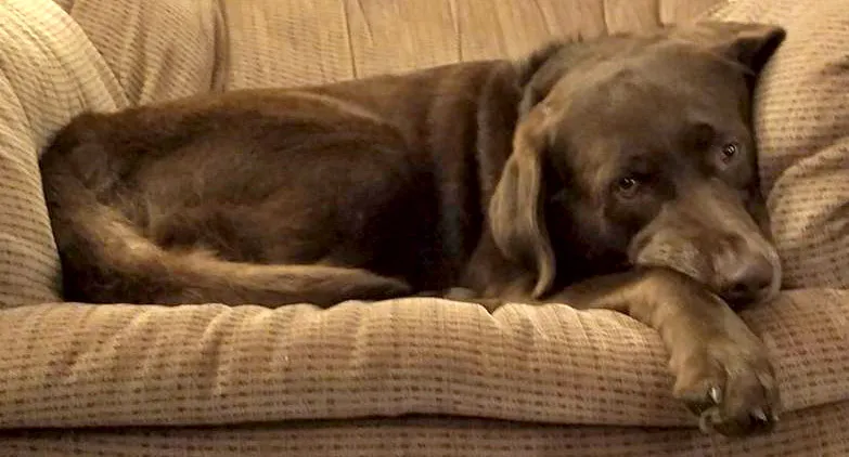 Choc Sleepycouch