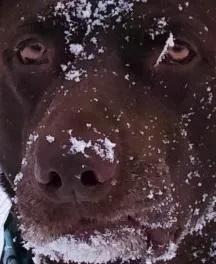 Choc Snowcaineface