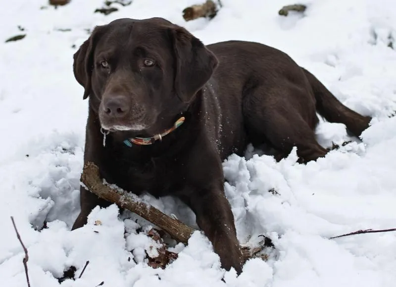 Choc Stick