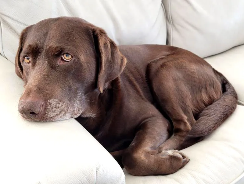 Choco Couchchillin