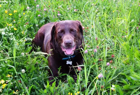 Choco Grass Pasture