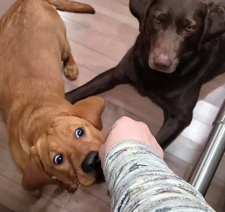 Choco Jellybcfeeding