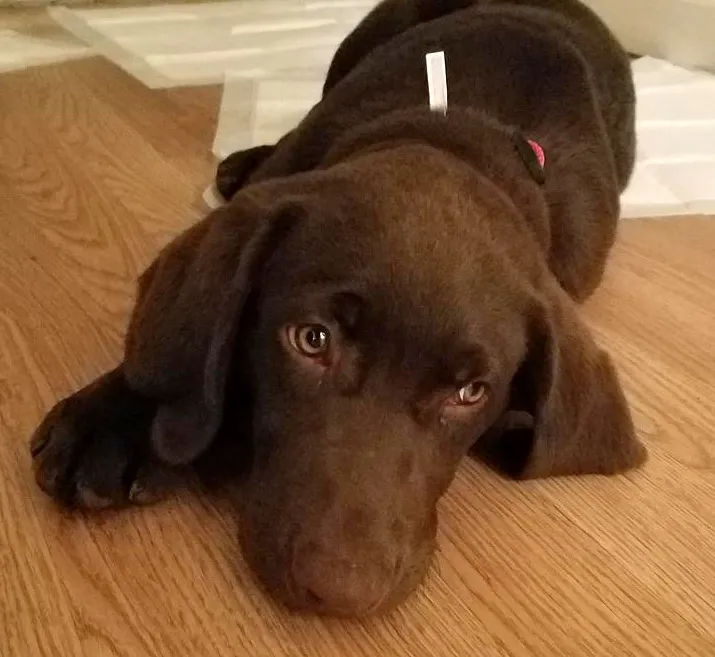 Choco Mfwemptiness