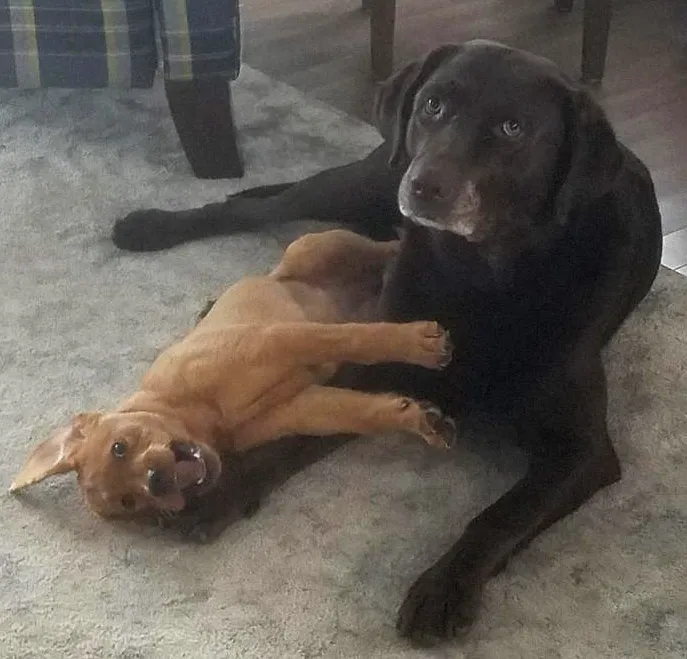 Dis is Not a Normal Puppy