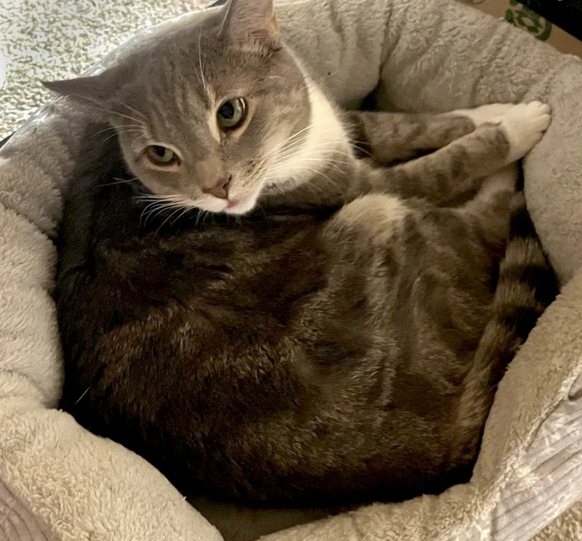 Catbed