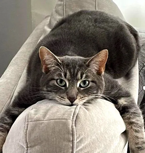 Couchstare