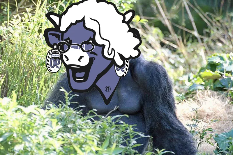 Cow