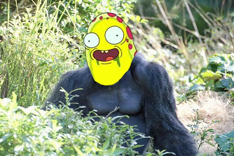 Taco