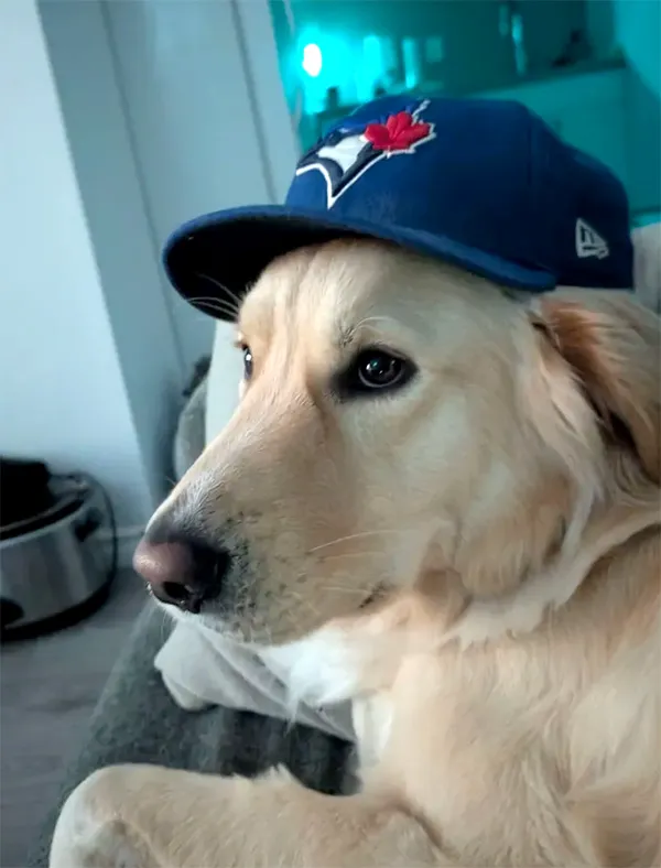 Bluejays