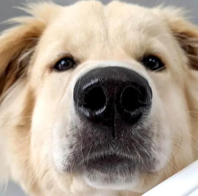 Boopnose